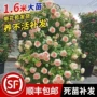 开花植物盆栽四季月季花