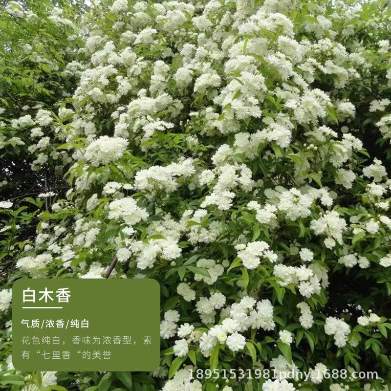 Желтое дерево, ароматные цветочные рассады, вьющиеся настенные растения, двор, морозостойкая виноградная лоза, роза в горшках, цветы, ароматные круглый год, белое и красное дерево, ароматное