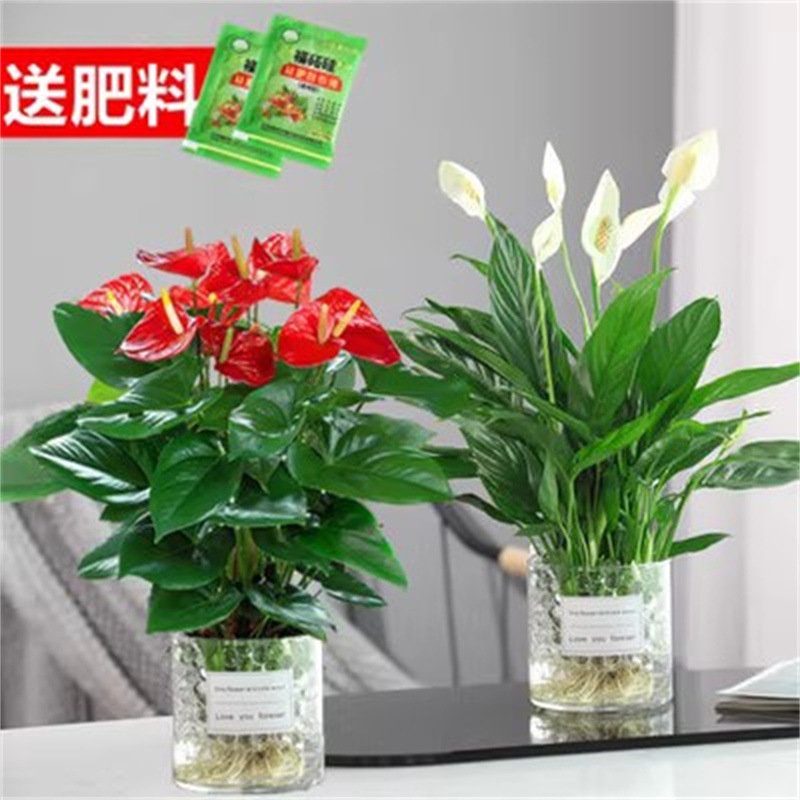 저렴한 안스리움 + 화이트팜(둥근통 + 크리스탈머드) + 영양액