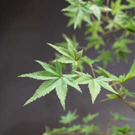 流泉枫仿真绿植高端轻奢新中式禅意茶室玄关装饰假花小型盆栽摆件