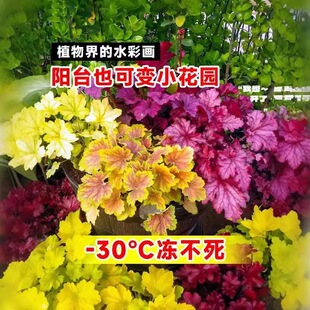�\������ֲ�����Զ�ɫ�^�~���ܾGֲ�҃����̨��С���辰�ļ��ͺ�