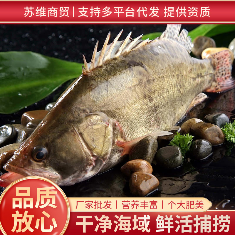 冻冷冻石斑鱼青石斑鱼冷冻海鲜水产品活冻鲜肉质鲜嫩海鲜批发