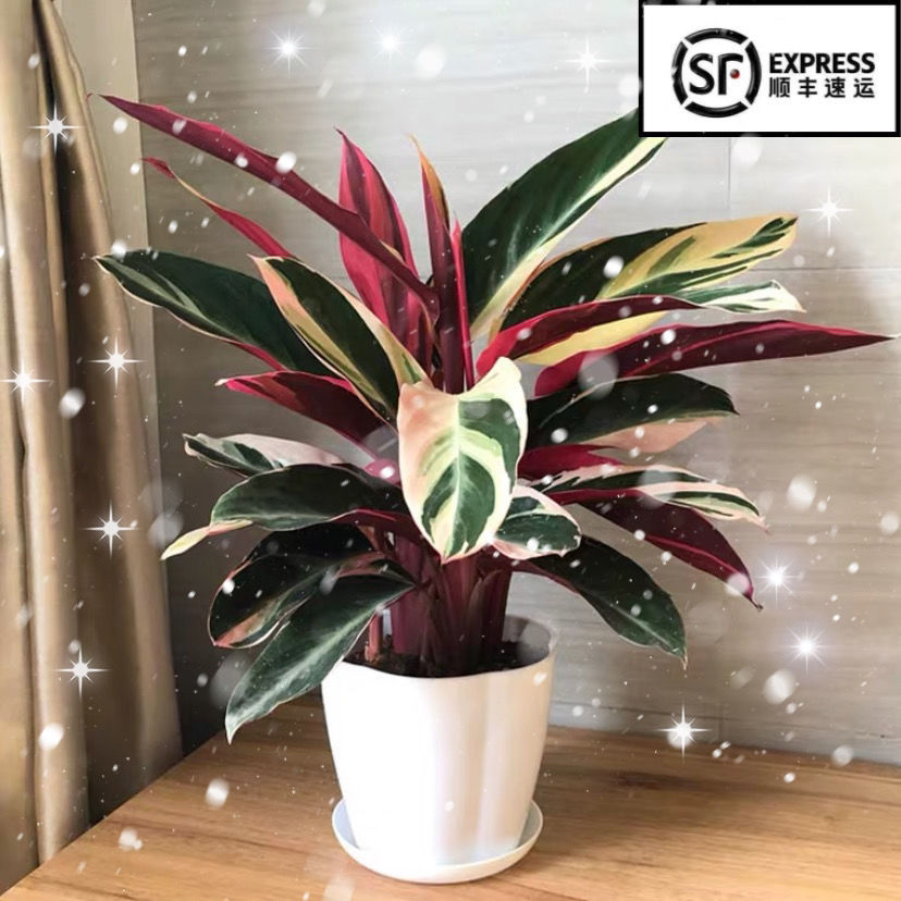 推荐 凤凰羽水培七彩竹芋植物室内绿植花卉盆栽水养好养客厅花 种苗花卉网