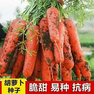 �Ŵ煢���}���N�����ļ����ﲥ�ߴ煢�ˈ@���Լtɫ�}���߲˷N��