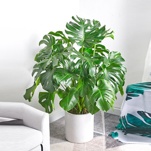 Monstera Foliage Plant Indoor Living Room Office Large Potted Green Plant Bonsai Purifies the Air and Absorbs Formaldehyde Old Pile