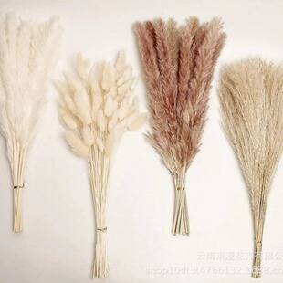 Small Reed Real Flower Dried Flower Bouquet Whisk Rabbit Tail Home Decoration Amazon Wholesale Natural Flower Materials