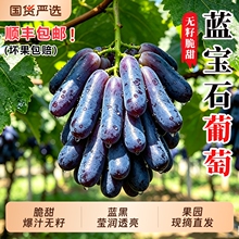 正宗新鲜金手指葡萄新鲜蓝宝石无籽黑提大果黑美人指孕妇葡萄水果