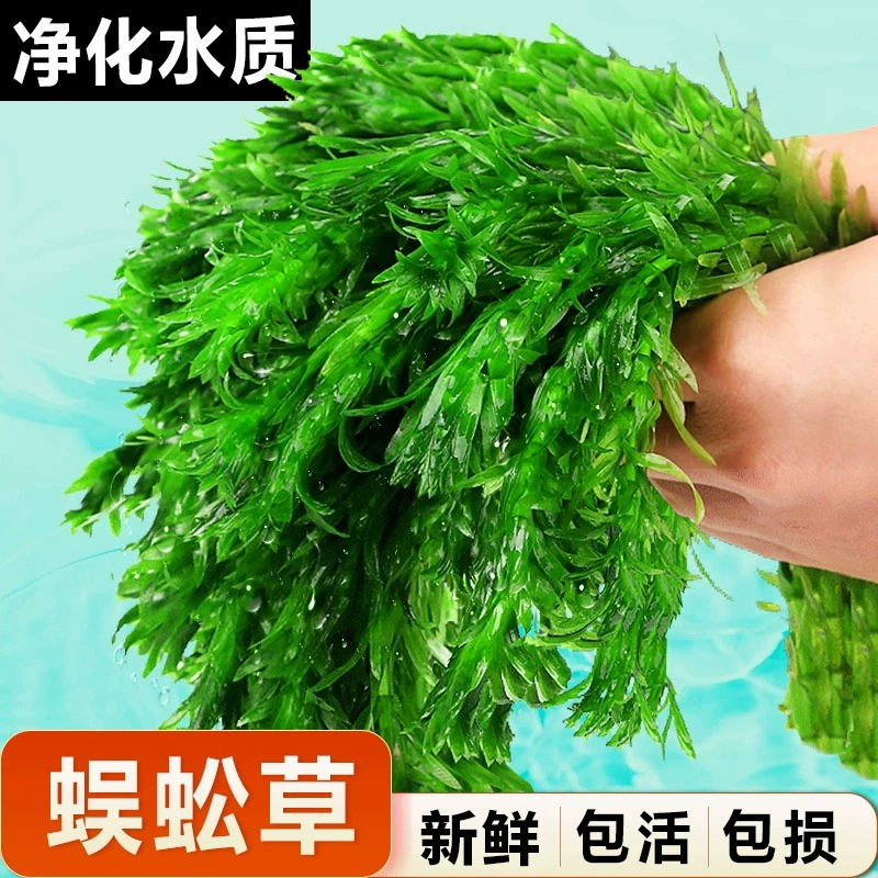 Сороконожка трава водные растения черепаха аквариум озеленение Аквариум Очистка воды зеленое растение начинающая Рыба После ландшафта трава оптом