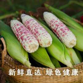 云南特产批发真空玉米棒西双版纳小玉米苞谷粗粮代餐糯玉米