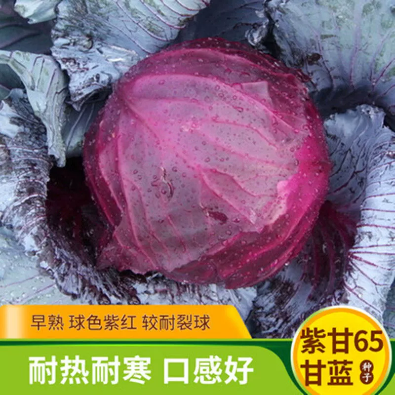 Семена Капусты Капуста Четыре Сезона Посев Овощи Балкон Кирпич В Горшке Капуста