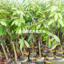 四季种植榴莲树苗盆栽果树苗南北方种植泰国金枕头榴莲苗当年结果