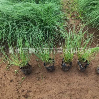 野牛草杯苗基地批发 多年生观赏矮生野牛草四季长青耐旱耐寒草坪