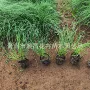 观赏耐寒多年生基地野牛草