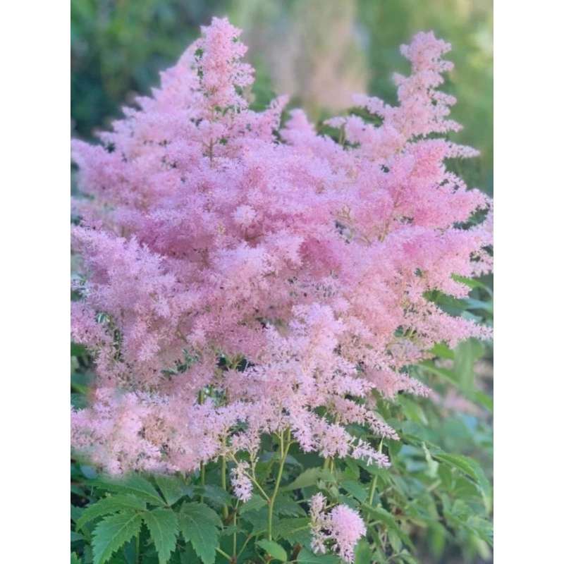 Рассада цветов виолы — многолетние растения, подходящие для горшечных растений на балконе и устойчивых к холоду наземных посадок во дворе. Цветы термостойкие и их легко содержать.