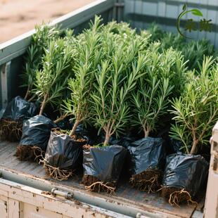 �Ե�������ţ���ÿ�ʳ�ñ����~�Ե�����Gֲ���r�_�����ֲ���{��