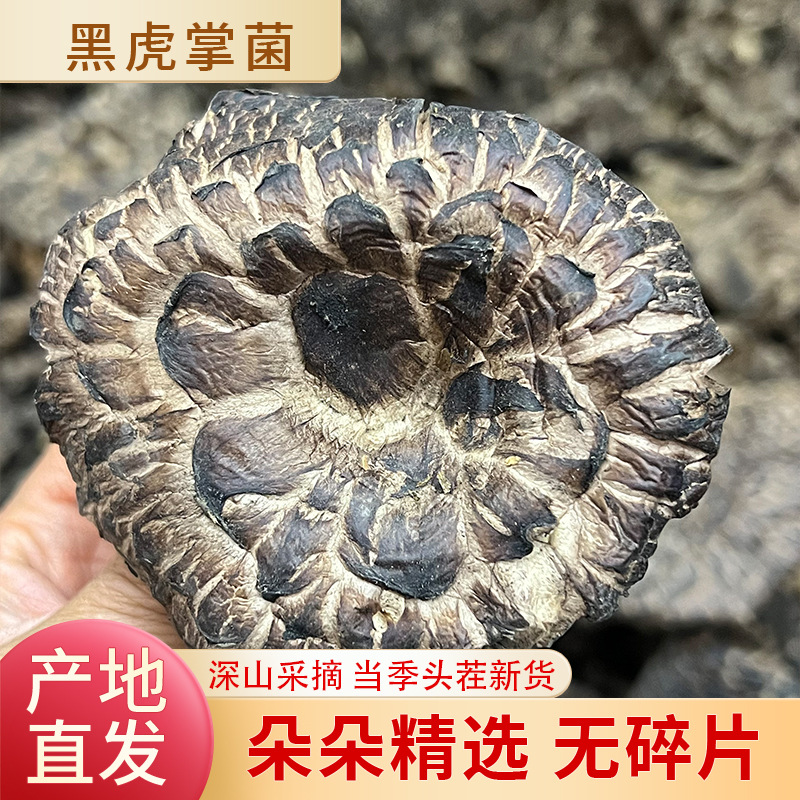 批发云南野生黑虎掌菌干货大朵去泥脚500克装菌香味十足精选