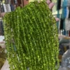 5-8 Deep olive Gathering glass about 80cm200