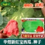 中熟农田大西瓜蔬菜种子