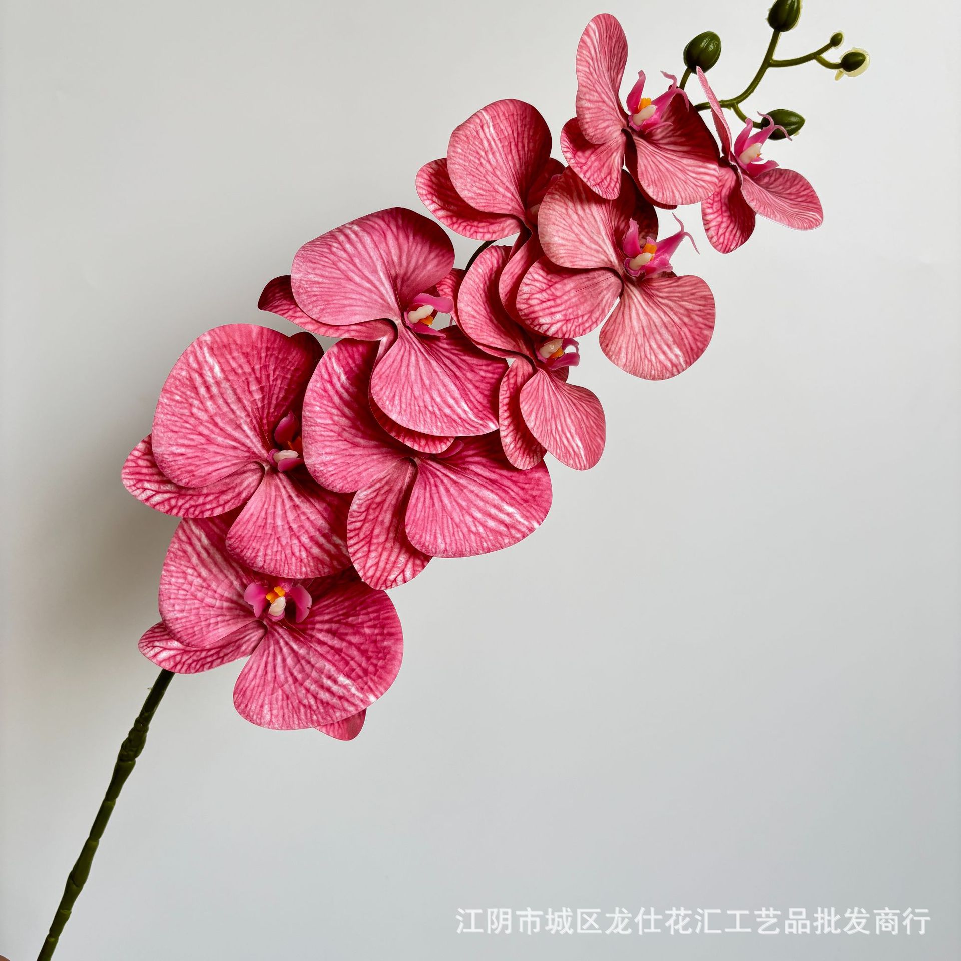 호접란 핑크 로즈