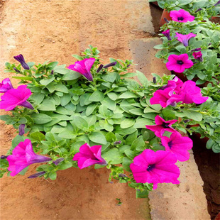 ������ţɽ�|���ݴ��������r��ݻ���ហ�ţ����ֱ�l����r��