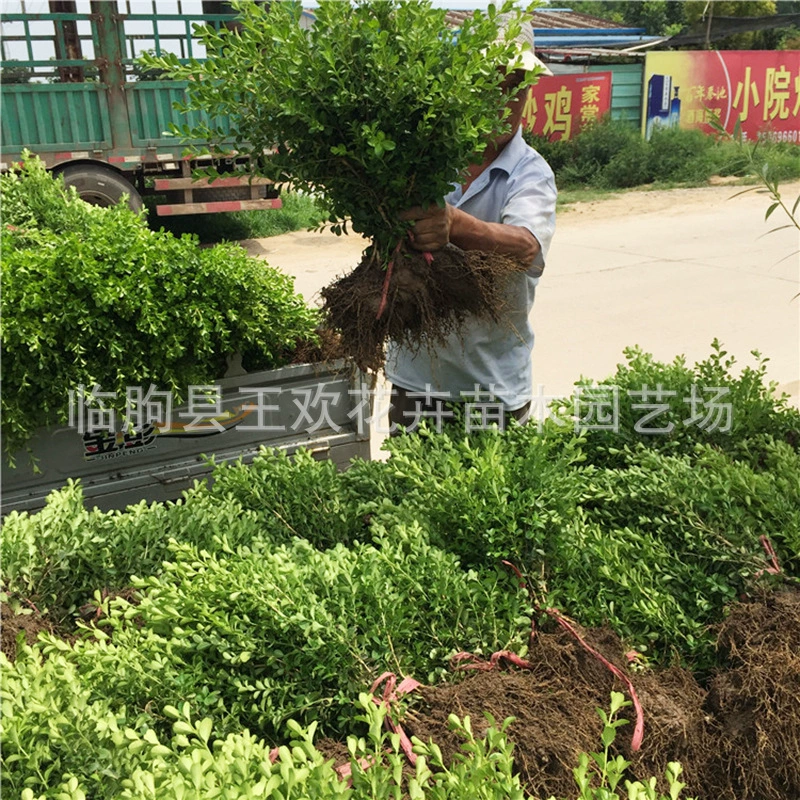 Семена дыни Самшит Цинчжоу цветы оптом семена дыни саженцы самшита моделирование самшита листовки самшита тысячелетия карлик в наличии