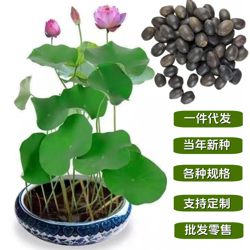 Vegetable Lotus Seeds Have Opened Lotus Seeds Lotus Seeds Sowing Lotus Seeds in All Seasons Hydroponic Mini Non-Bowl Lotus Seeds Water Lilies