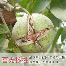 文玩核桃树苗涞水麻核桃树盆栽结果野生官帽四座楼狮子头成品树苗