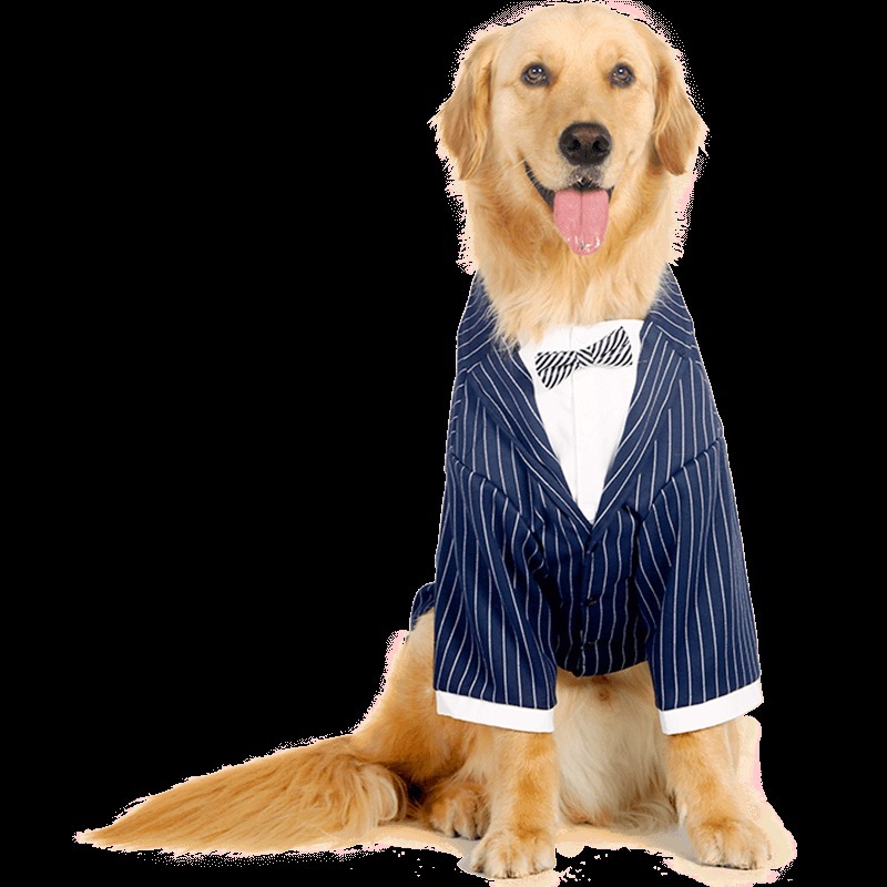 (2개) 개 결혼식 축제 복장 정장 드레스 SAMOYED LABRADOODLE 골든 리트리버 대형 개 결혼식