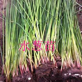 水葱苗水生花卉植物葱蒲草莞草蒲苹水丈葱冲天草净化水质草水培