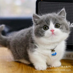 矮脚猫活体英短矮脚猫活物纯种美短矮脚短腿曼基康矮脚猫幼崽活体