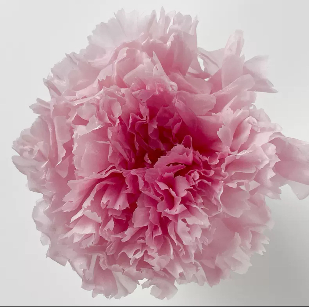 Cabezas de Claveles Preservadas A+, 4-5 cm, Paquete de 8, Arte Floral DIY, Caja de Regalo Educativa, Día de la Madre, Venta al por Mayor de Fábrica