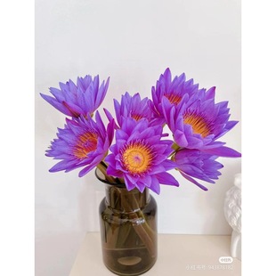 Purple Water Lily Flower Bouquet, Direct Delivery from the Base, Fragrant Lotus, Hydroponic, Water-Cultured, Guangzhou Citywide Express Delivery, Monthly Subscription, Indoor Use