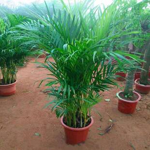 Sanwei Kwai Phoenix Tail Bamboo Potted Indoor Living Room Large Green Plant That Absorbs Formaldehyde, Evergreen Rich Coconut Flower in All Seasons