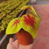 [Base direct supply] Net traffic potted potted potted flower home green plant flowers 90 color leaf taro sweetheart