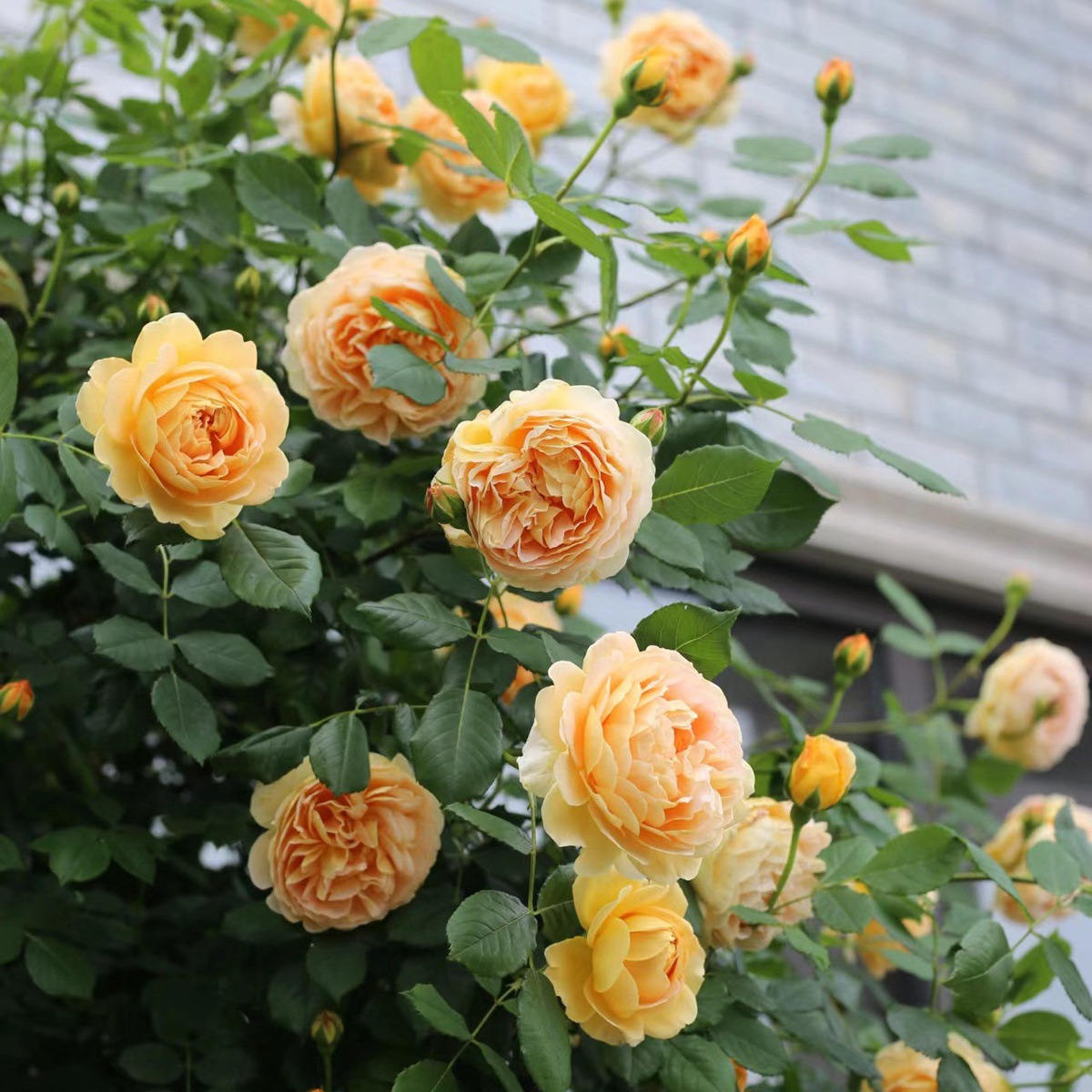 황금 축하 [덩굴꽃 등반 강한 향기] 작은 묘목