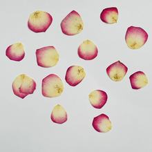 大玫瑰花瓣 真花跨境压花标本贴脸妆台灯蜡烛贴画手工diy干花材料