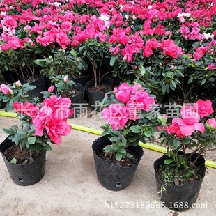 ����������N ������N�I�B�� ���� �ɻ��ʸ� �����L�t �ļ����G