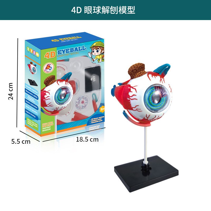 Human body series [eye model]