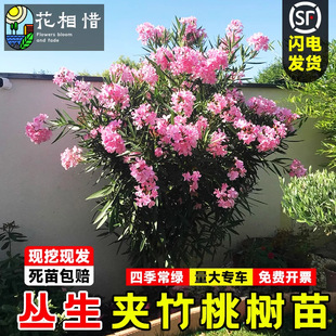 �A���һ���ͥԺ�е��ļ�����h�ʻ���ֲ�����ԊA���Ҙ��箔���_��