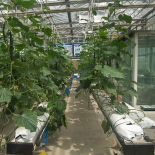 �F؛ ��ʽ�ڰ��L�l�Nֲ�� ��ݮ�I�B��Ҭ�����|����� ���|����