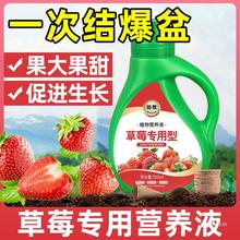 草莓肥料肥结果增甜营养液草莓种植营养土促花保果结果多