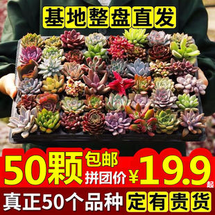 ���� ����ֲ�����l���ԽM�ϻ����҃� �t��ʯ ��¶���A����@ˇ