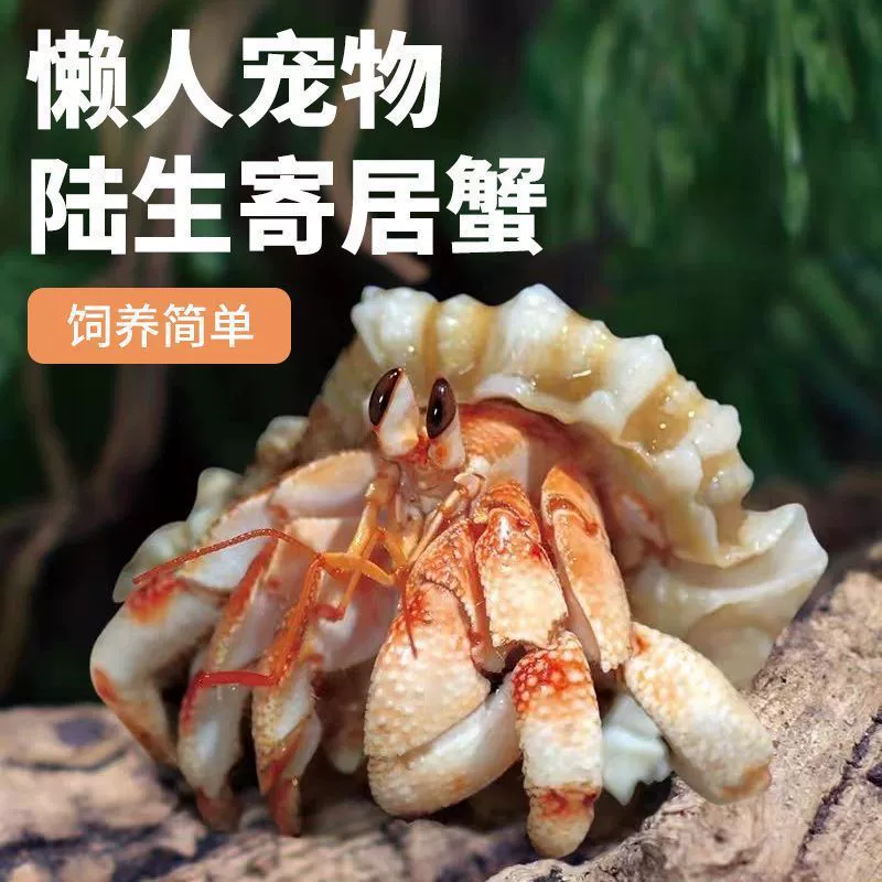 Легко растираемые домашние крабы для начинающих: монашеские крабы, маленькие монашеские крабы в форме боба, пресноводные ползающие домашние животные, декоративные мини-крабы, подходящие для аквариума.