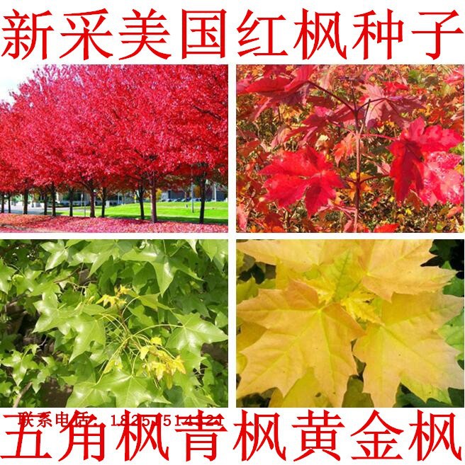 林木树种籽五角枫种子三角枫青枫鸡爪槭 红枫种子 包邮 四季可播