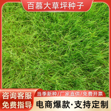百慕大种子草坪种子矮生百慕大草籽四季青狗牙根免修剪耐践踏草种