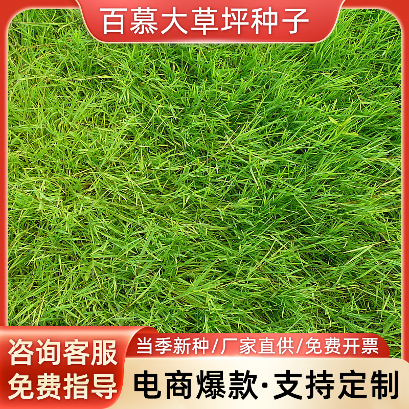 百慕大种子草坪种子矮生百慕大草籽四季青狗牙根免修剪耐践踏草种|ru