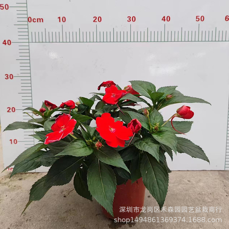 Sangbeis Impatiens Potted Henna Balcony Courtyard Easy to Grow Desktop Green Plants with Buds Shipped for All Seasons