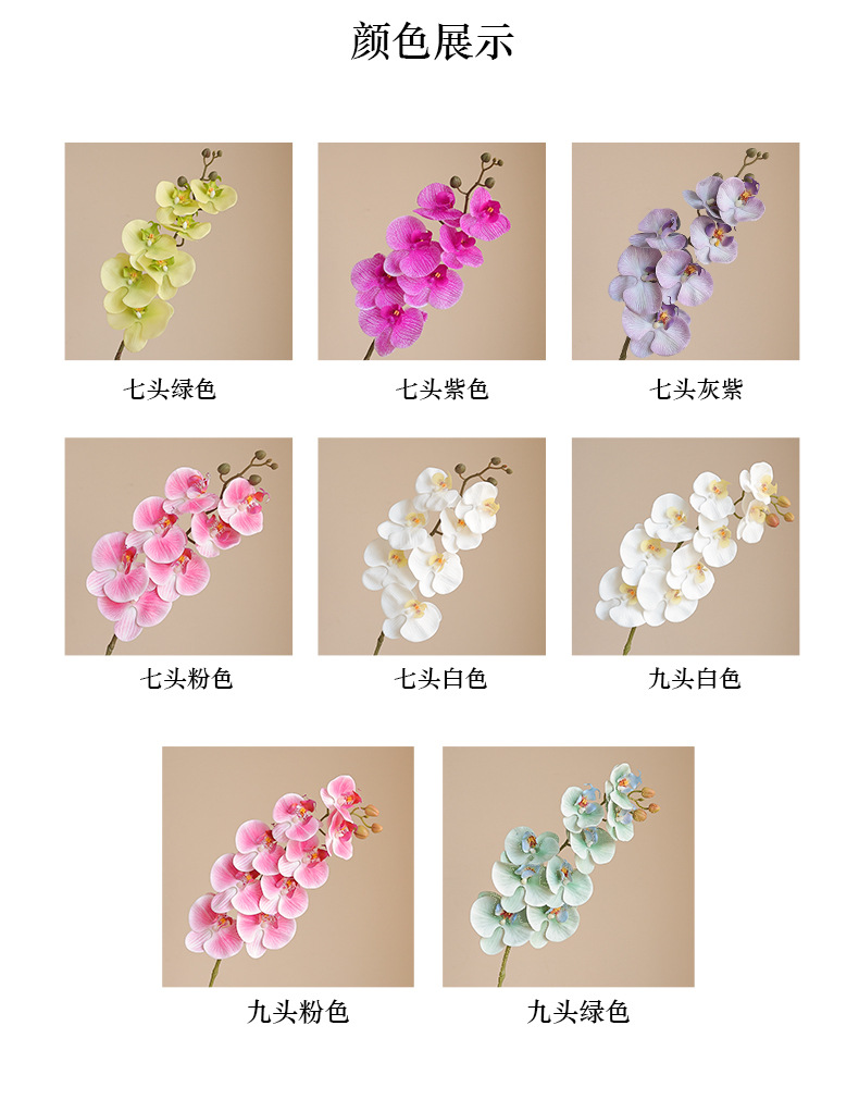 单枝7和9头公主蝴蝶兰_04.jpg