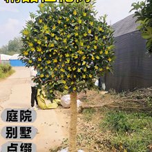 桂花树苗大树庭院地栽金桂丹桂四季常青原生桂花树南北方浓香花卉
