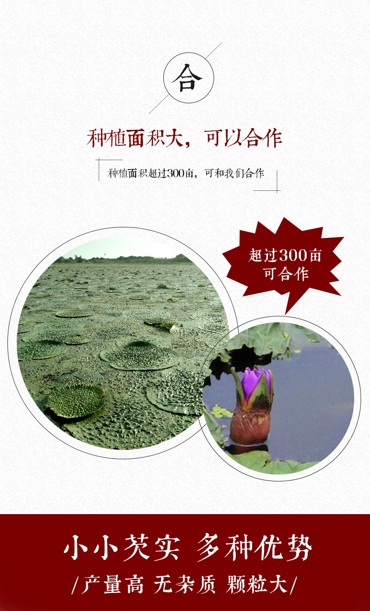 Qian Shi Gorgon Fruit Seeds Euryale Ferox Hybrid Variety Thin Shell Large Seed High Yield key features